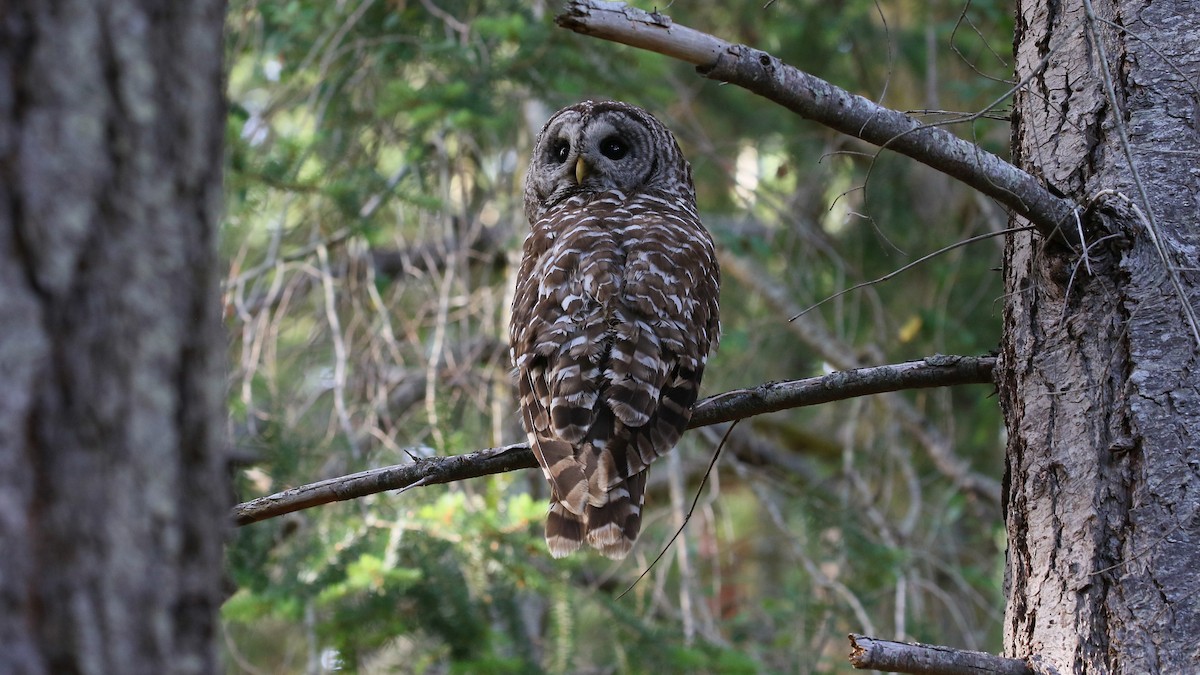Barred Owl - ML602568371