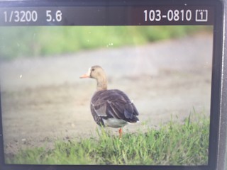 Greater White-fronted Goose, ML60257971