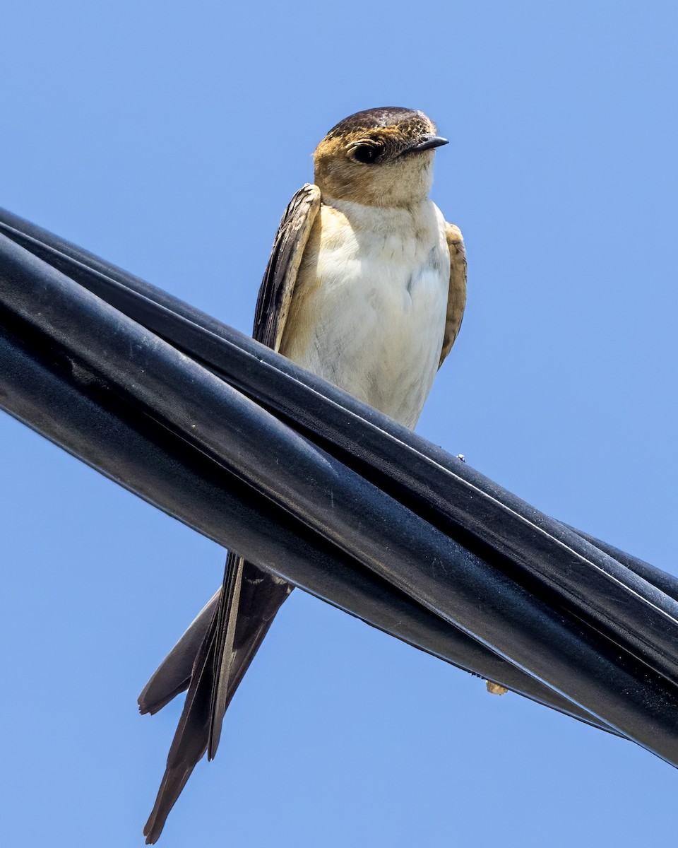 Red-rumped Swallow - ML602580051