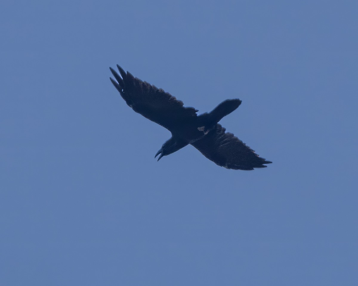 Common Raven - ML602580311