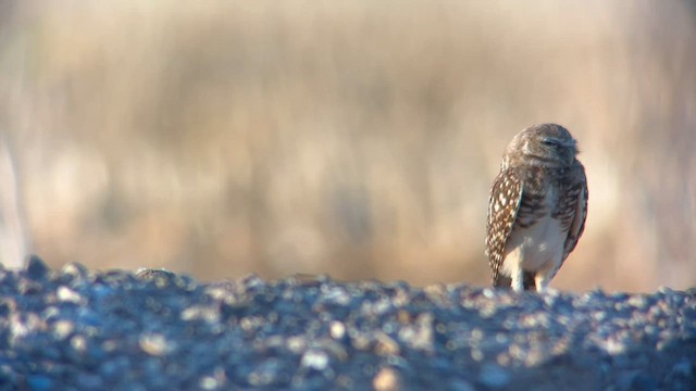 Burrowing Owl - ML602581961