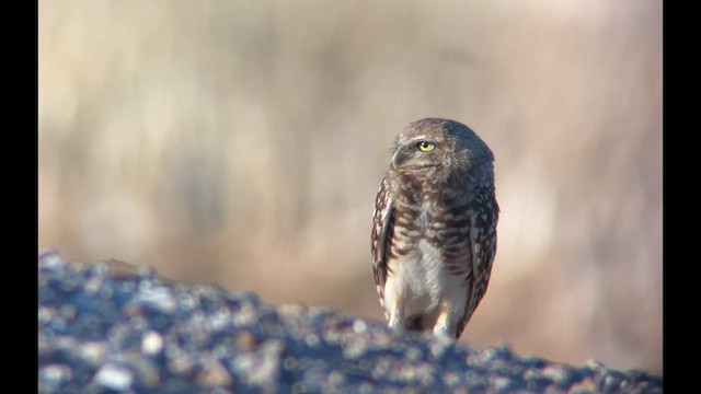 Burrowing Owl - ML602582001