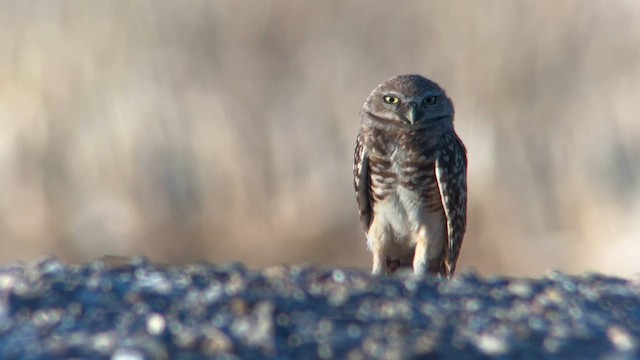 Burrowing Owl - ML602582011