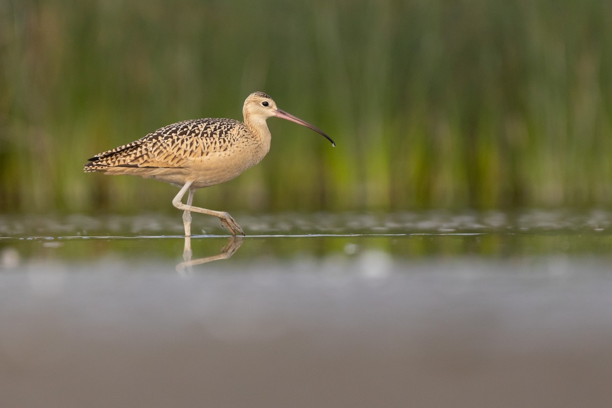 Long-billed Curlew - ML602585881