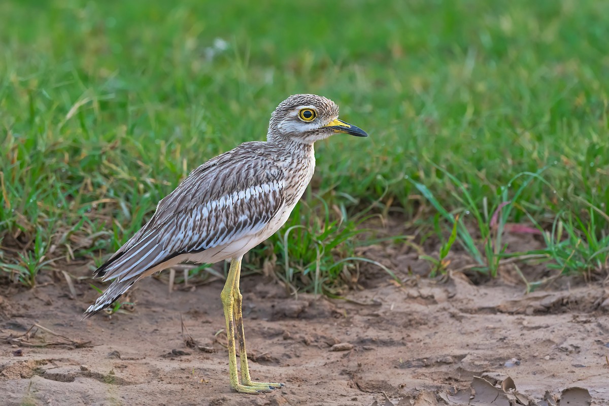 Indian Thick-knee - ML602588541