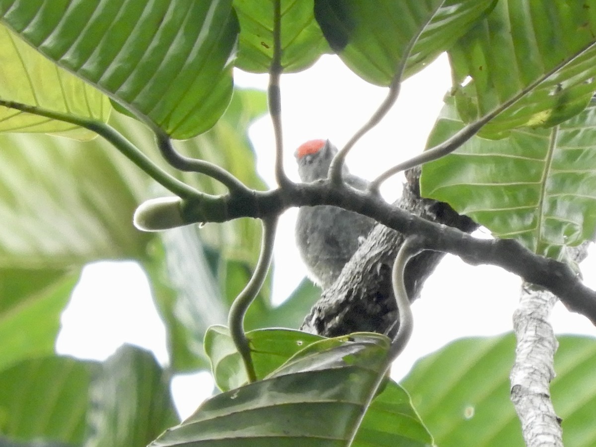 Gray-and-buff Woodpecker (Gray-and-buff) - ML602591101