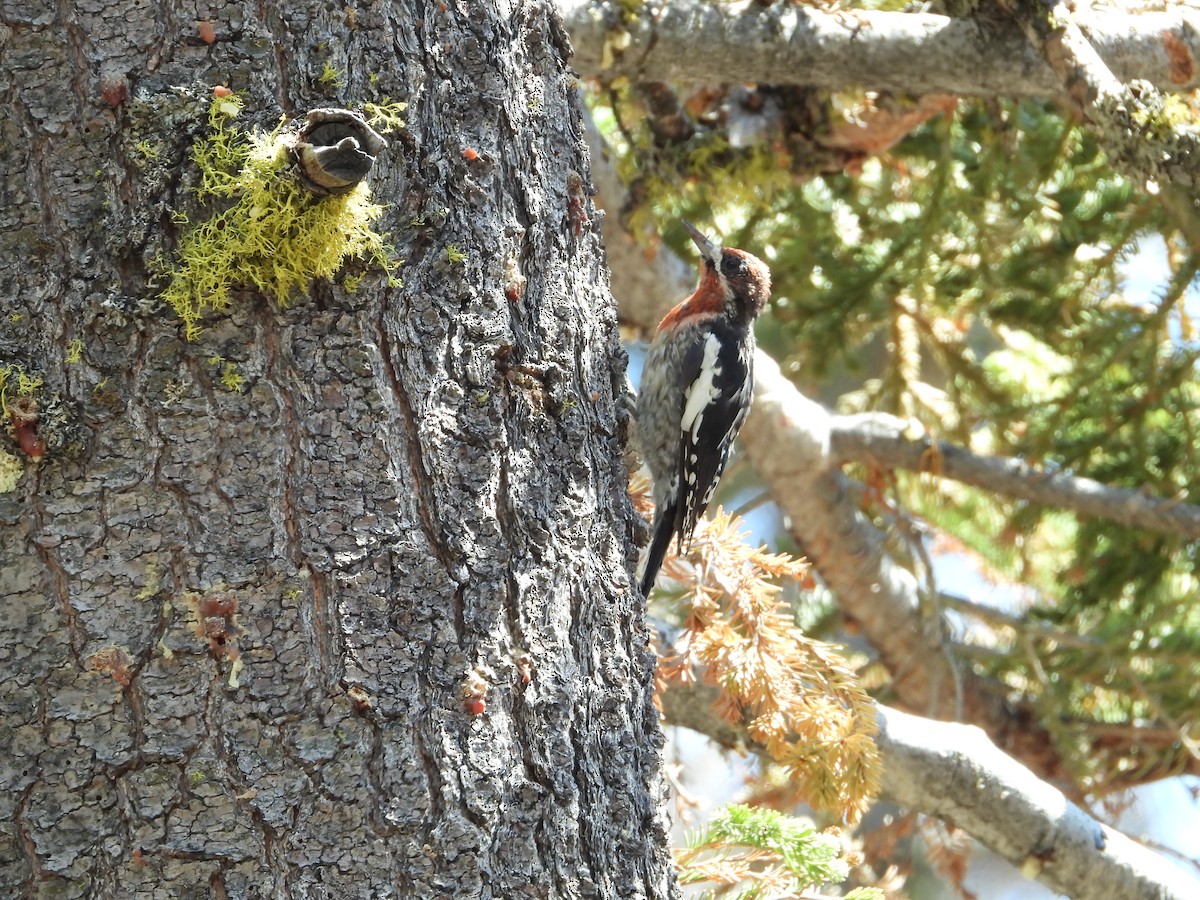 Red-naped x Red-breasted Sapsucker (hybrid) - Howard Friedman