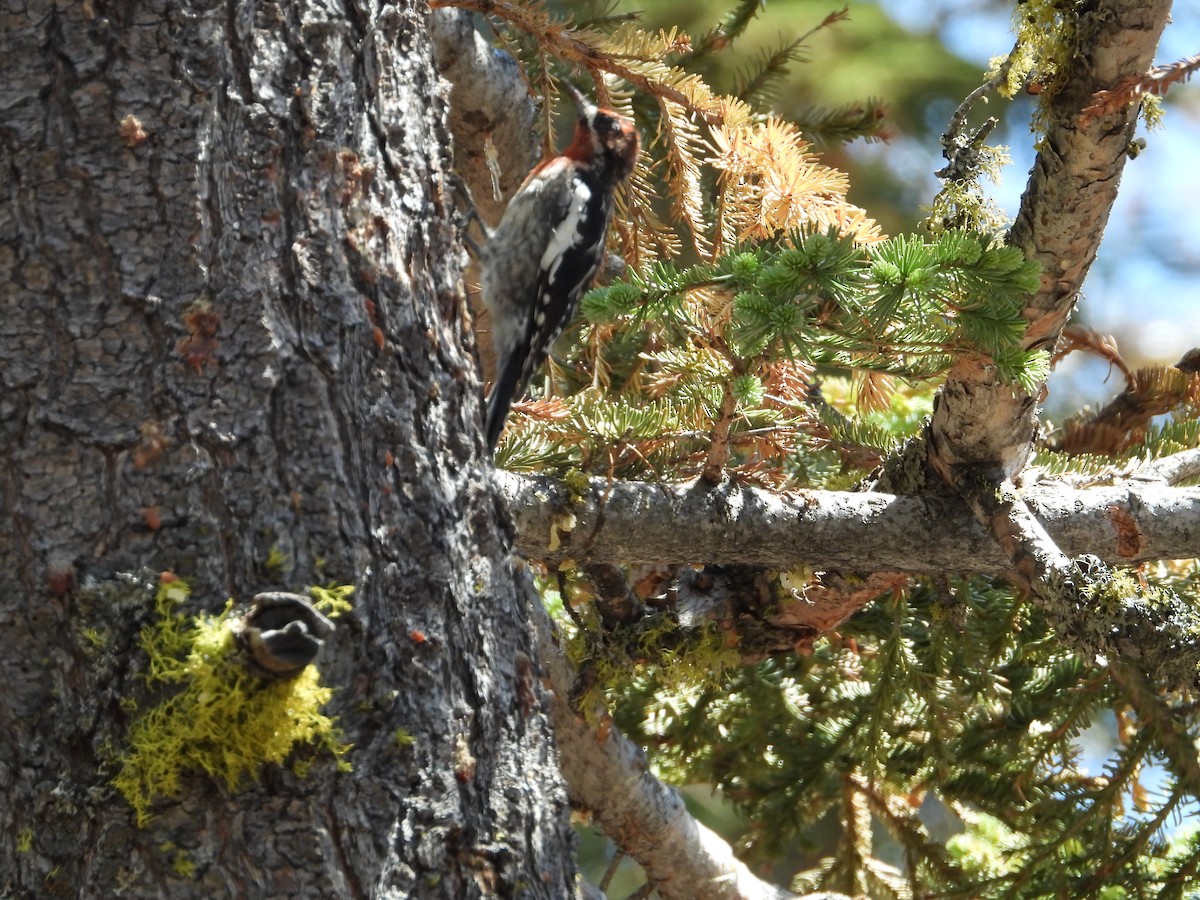 Red-naped x Red-breasted Sapsucker (hybrid) - ML602591671