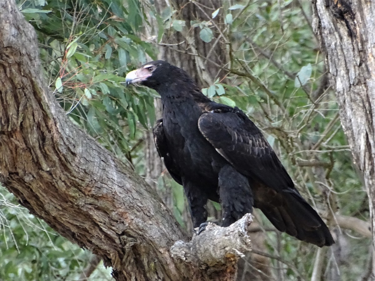 Wedge-tailed Eagle - Richard Murray