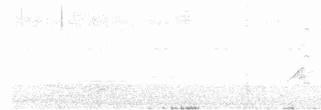 太平洋金斑鴴 - ML602599281
