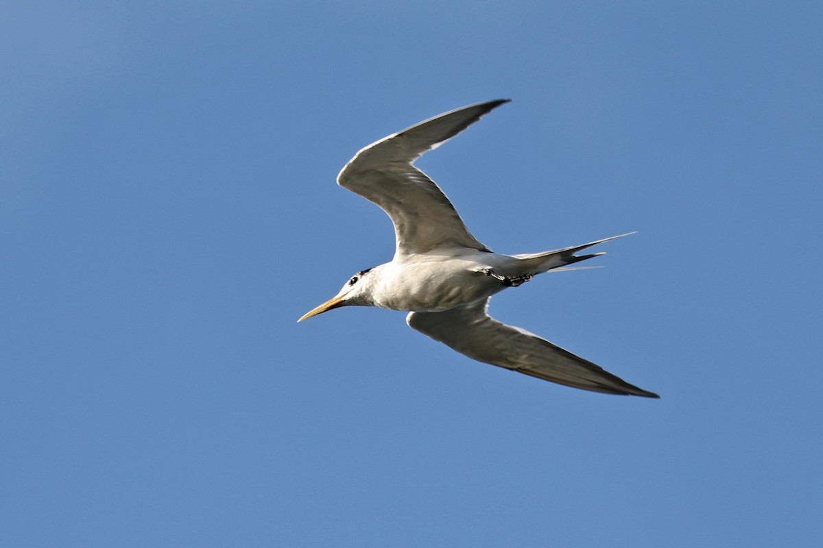 Great Crested Tern - ML602599411