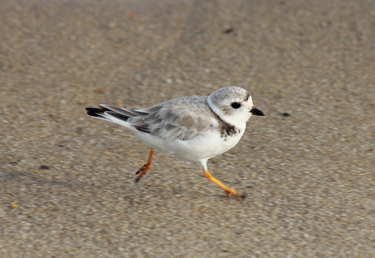 Piping Plover - ML602601191