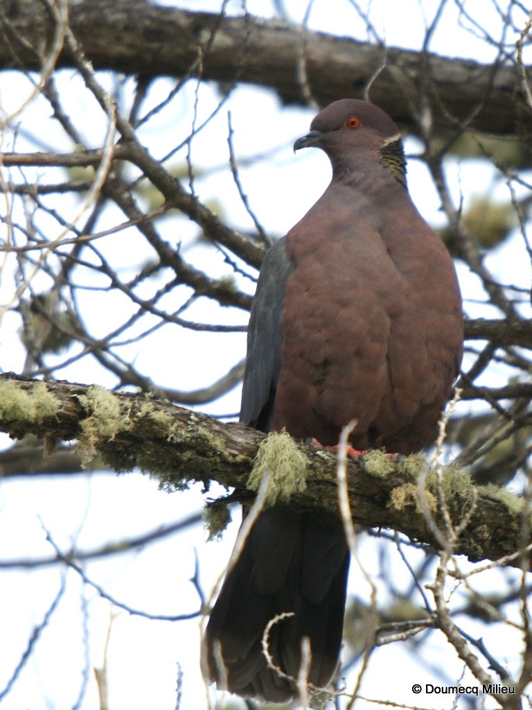 Chilean Pigeon - ML60260281