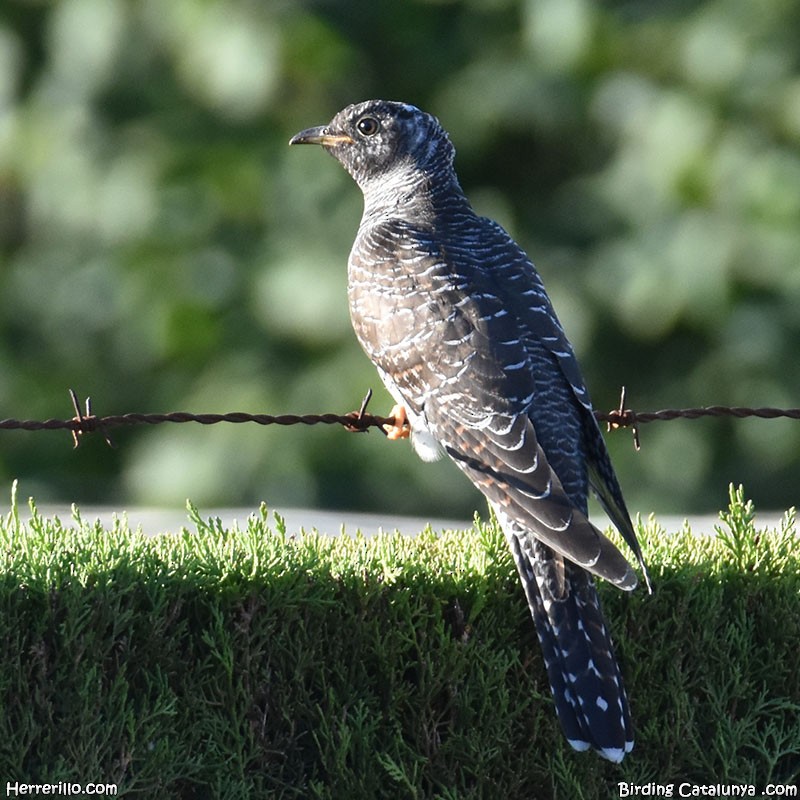 Common Cuckoo - ML602602951
