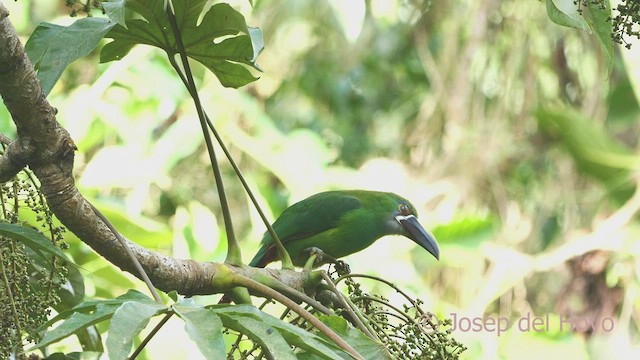 Southern Emerald-Toucanet (Andean) - ML602607481