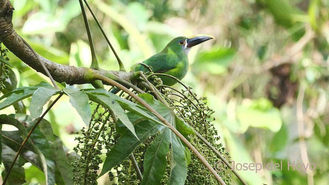 Southern Emerald-Toucanet (Andean) - ML602607851