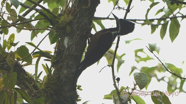 Powerful Woodpecker - ML602609001