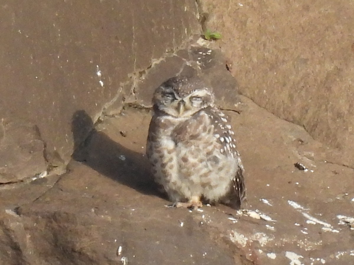 Spotted Owlet - ML602609381