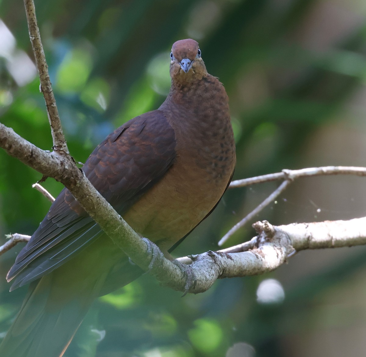 Brown Cuckoo-Dove - ML602610861