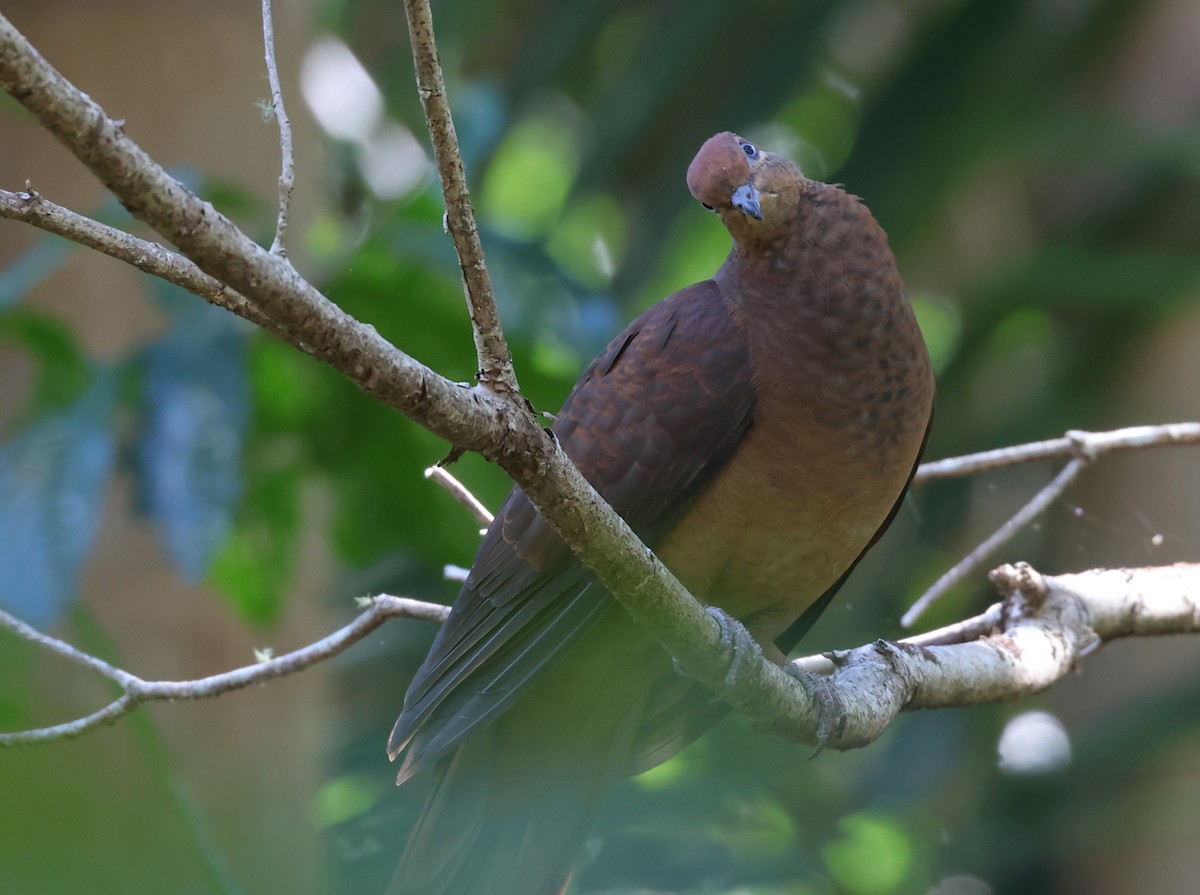 Brown Cuckoo-Dove - ML602610871