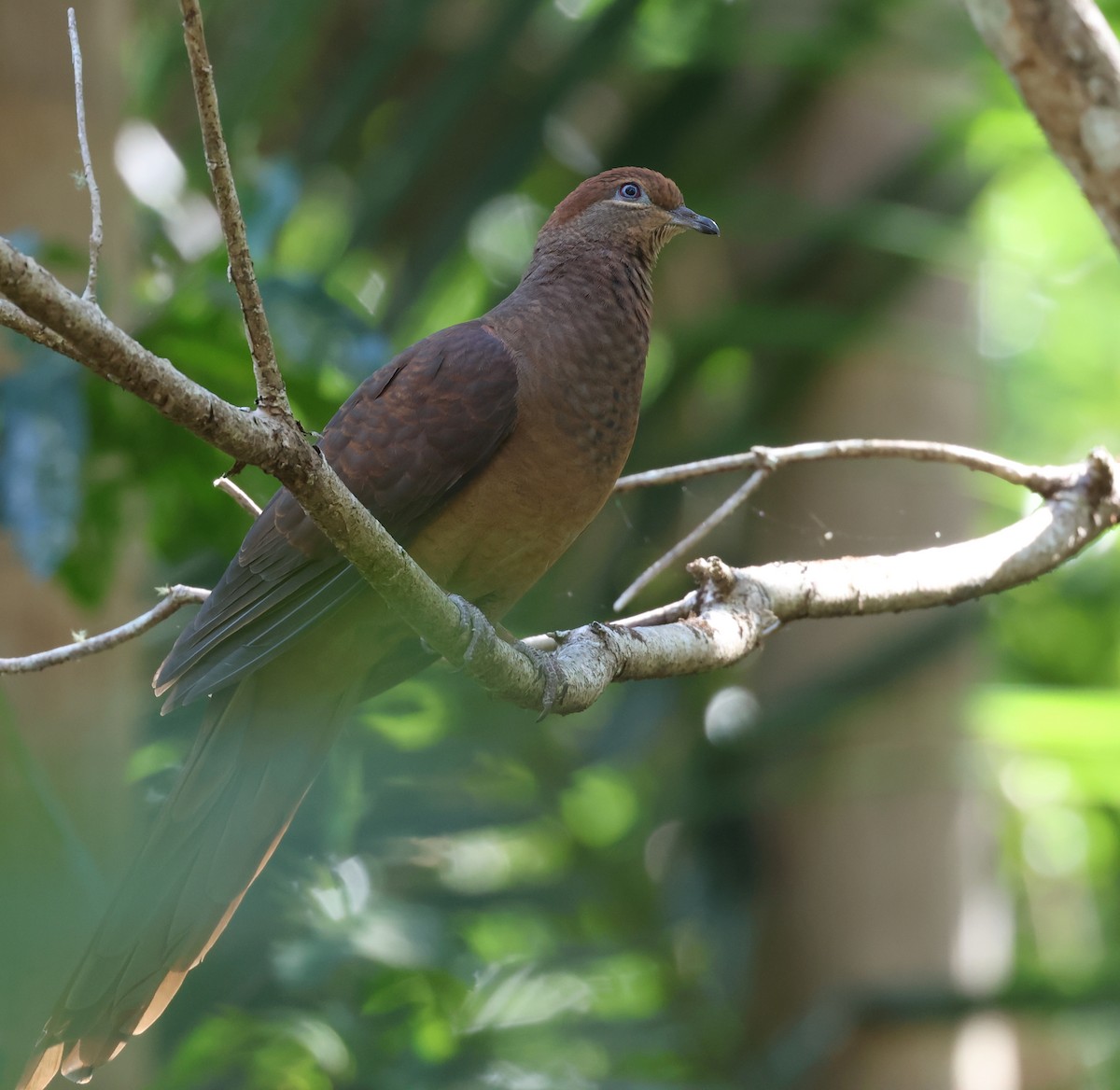 Brown Cuckoo-Dove - ML602610881