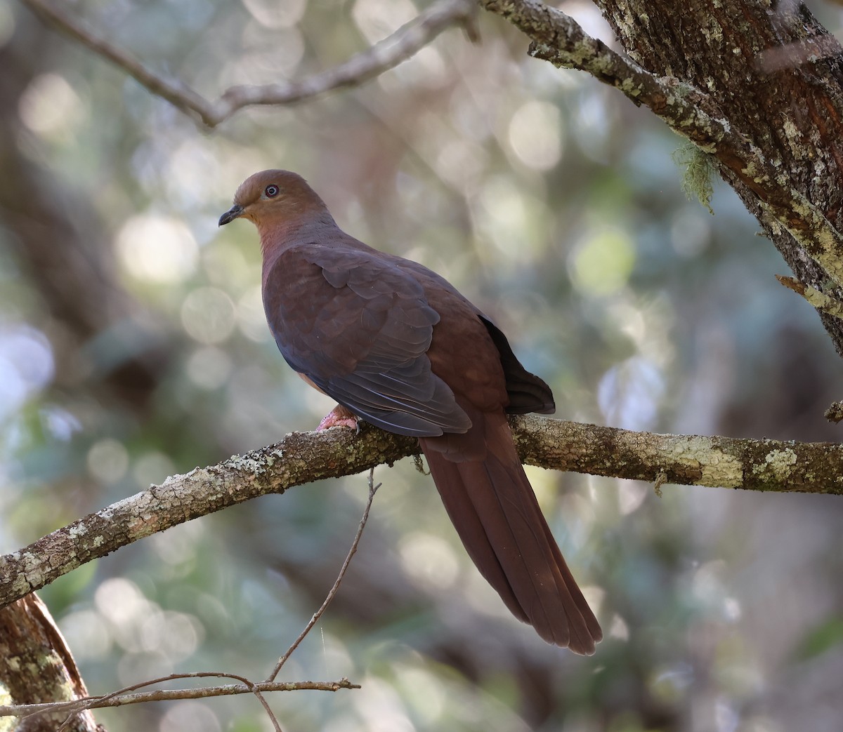 Brown Cuckoo-Dove - Andy Gee