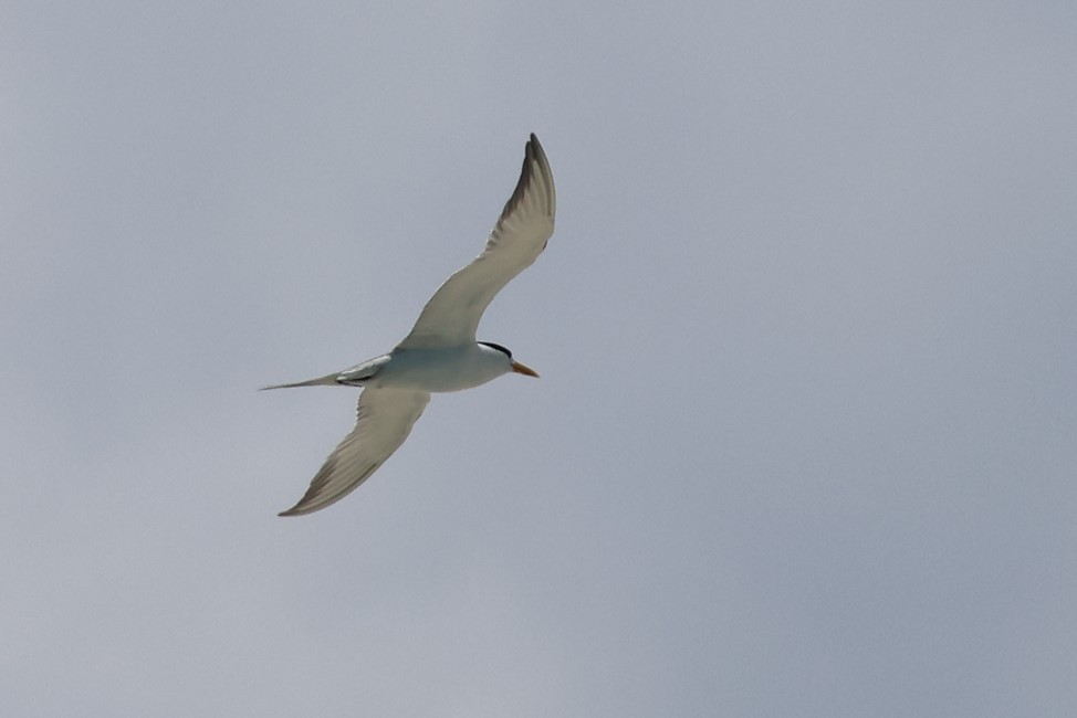 Great Crested Tern - ML602615021
