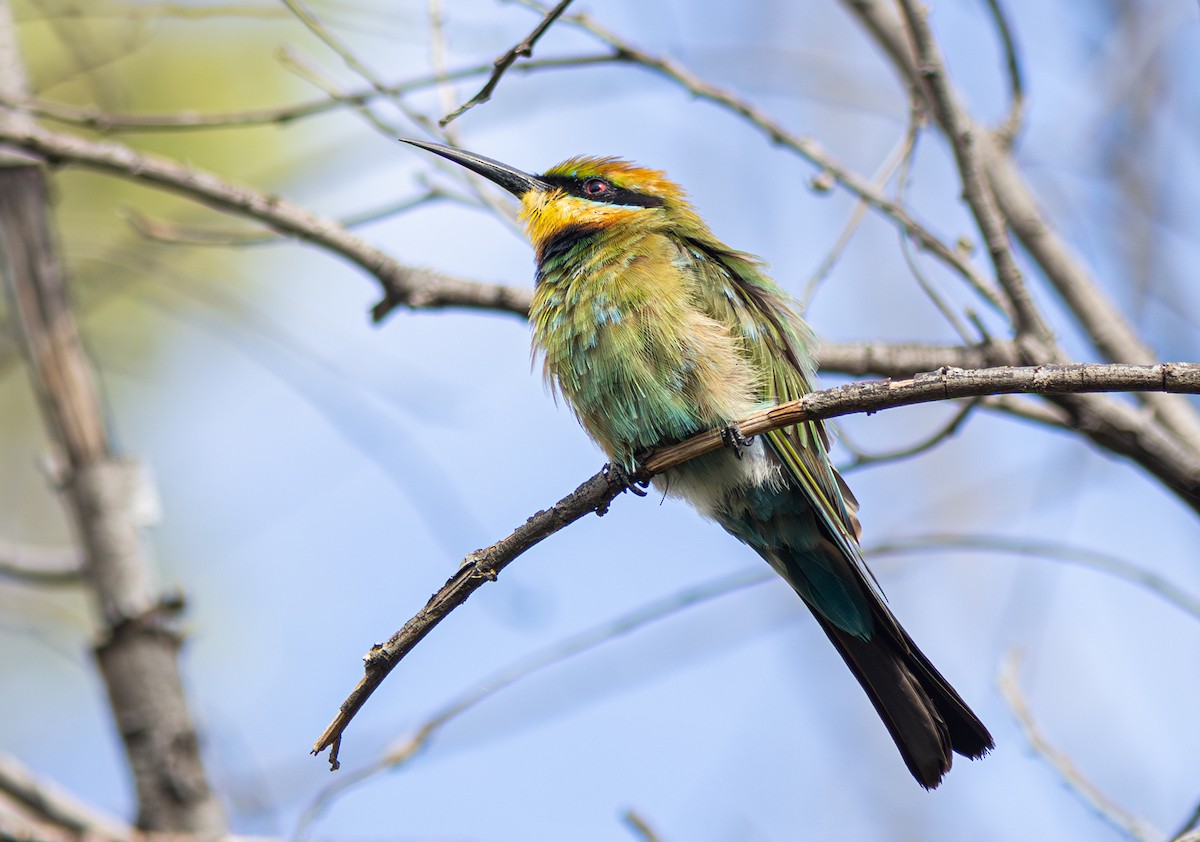 Rainbow Bee-eater - ML602616271