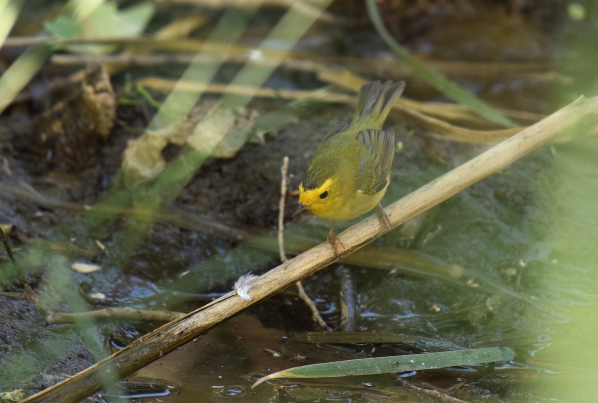 Wilson's Warbler - Ryan O'Donnell