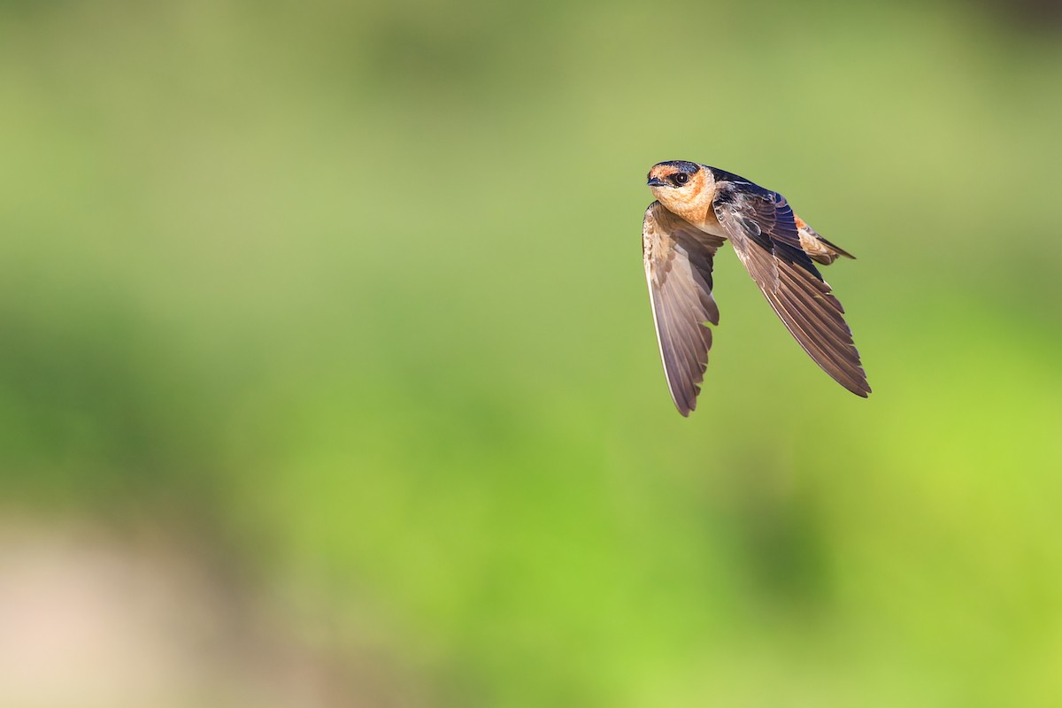 Cave Swallow - ML602633391