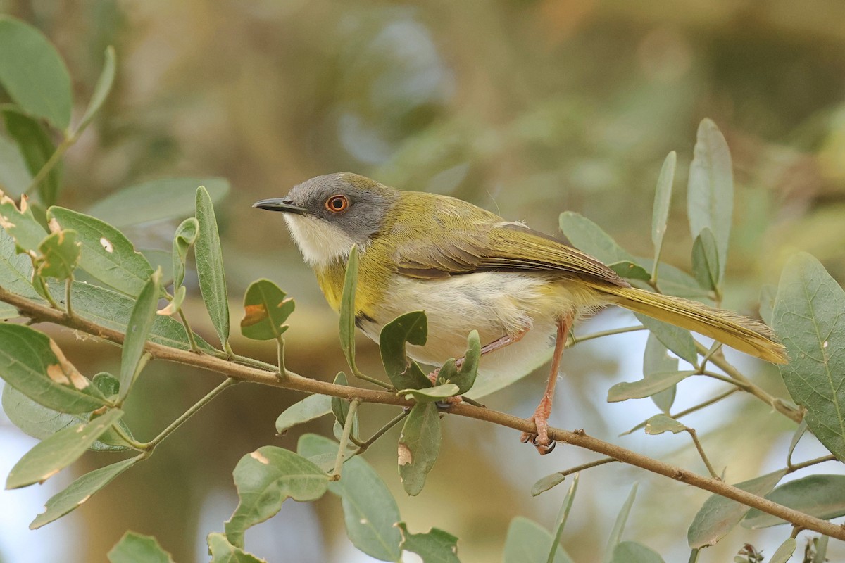 Yellow-breasted Apalis - ML602634581