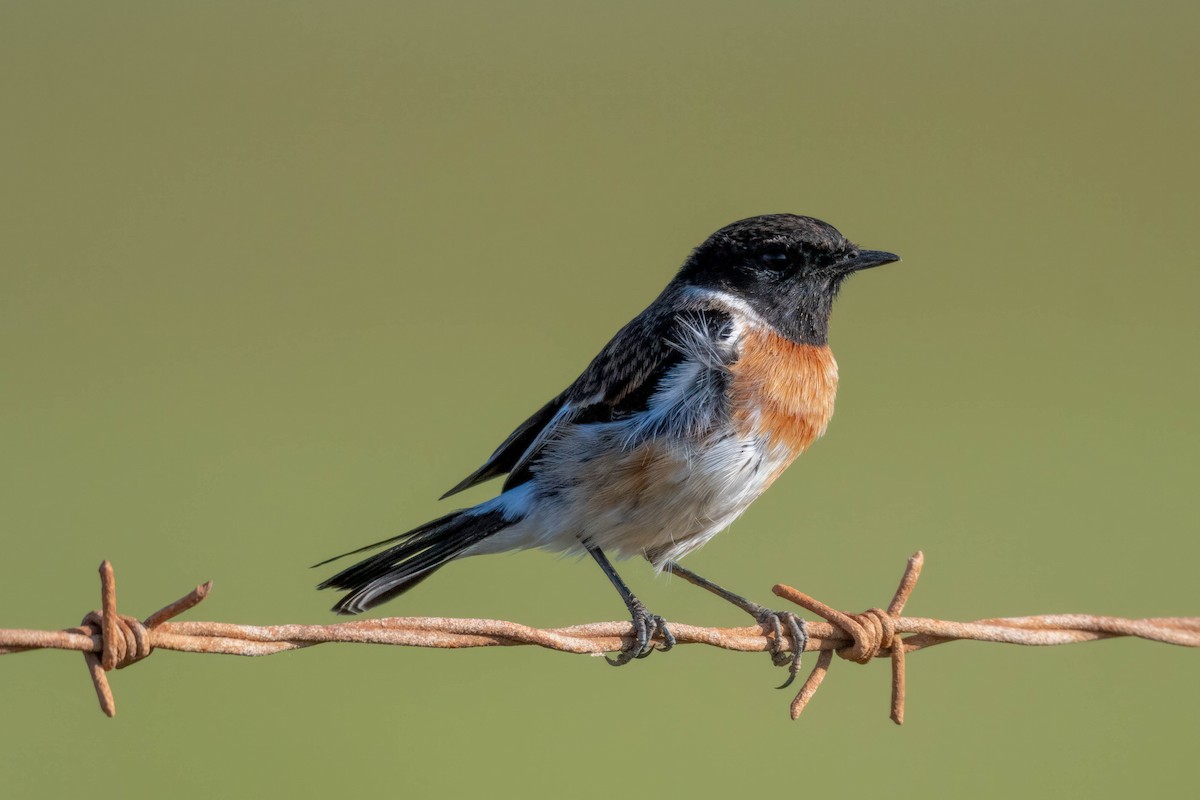 African Stonechat - ML602637251