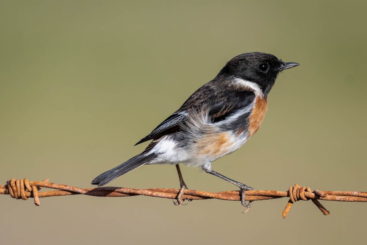 African Stonechat - ML602637271