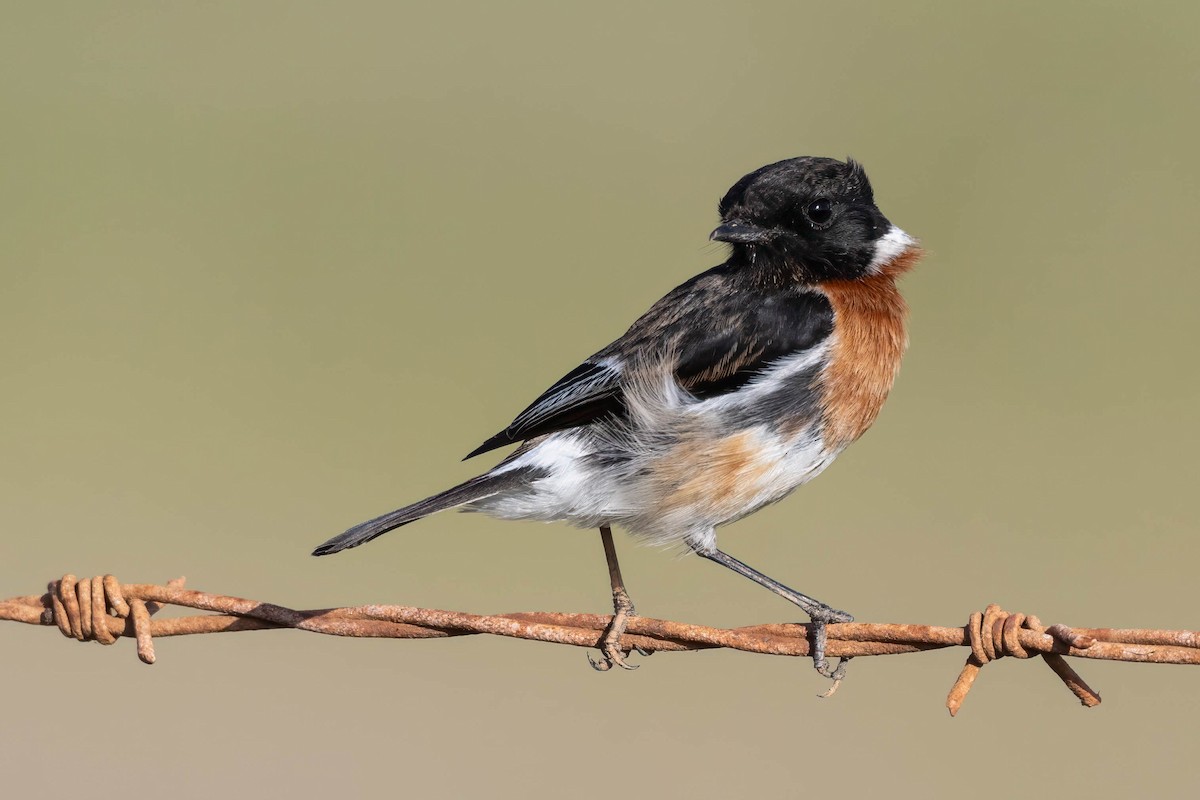 African Stonechat - Terence Alexander