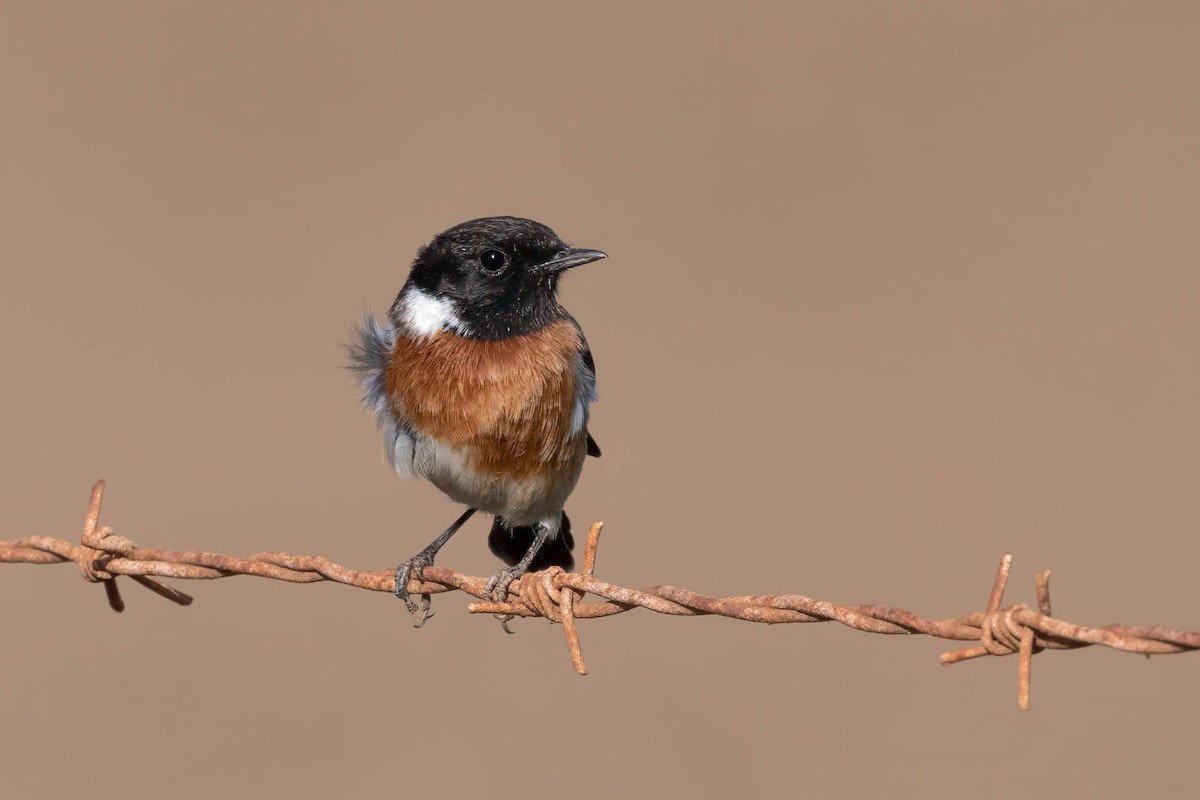 African Stonechat - ML602637301