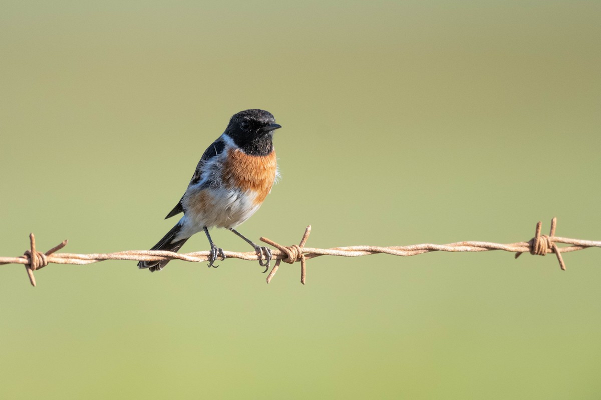 African Stonechat - ML602637321