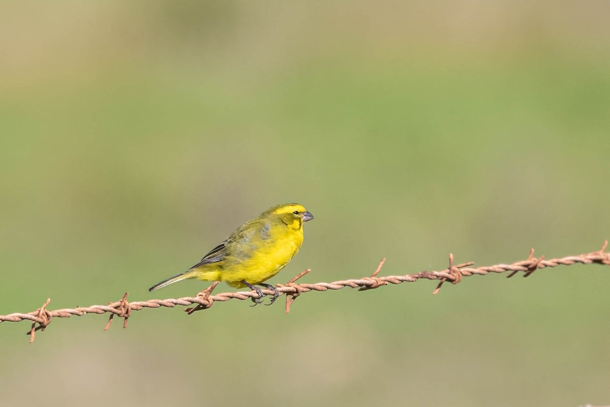 Yellow Canary - ML602637901