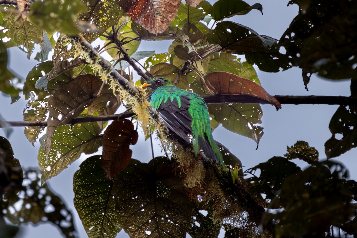 Crested Quetzal - ML602639291