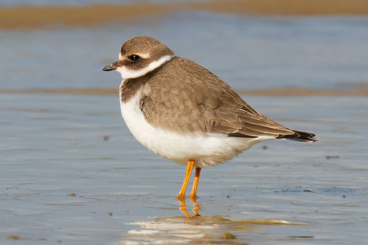 Common Ringed Plover - ML602639521