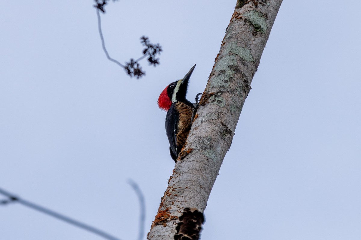 Powerful Woodpecker - Neil Broekhuizen