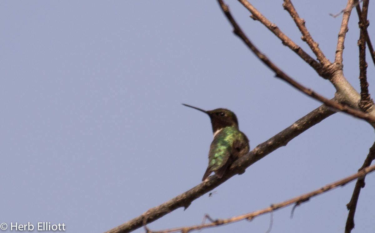 Ruby-throated Hummingbird - Herb Elliott