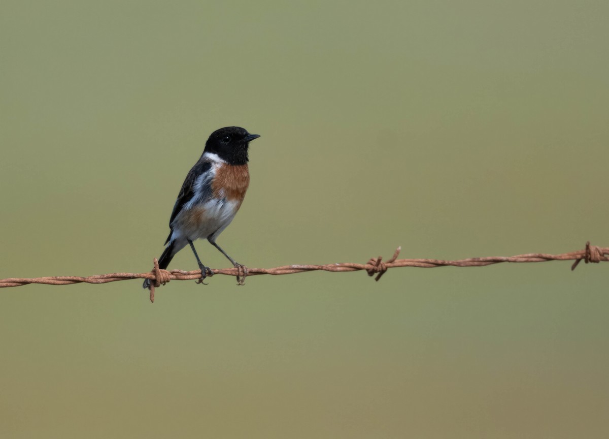 African Stonechat (African) - ML602640531