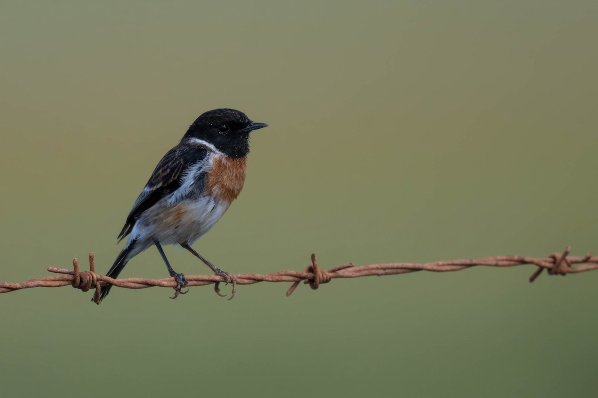 African Stonechat (African) - ML602640581