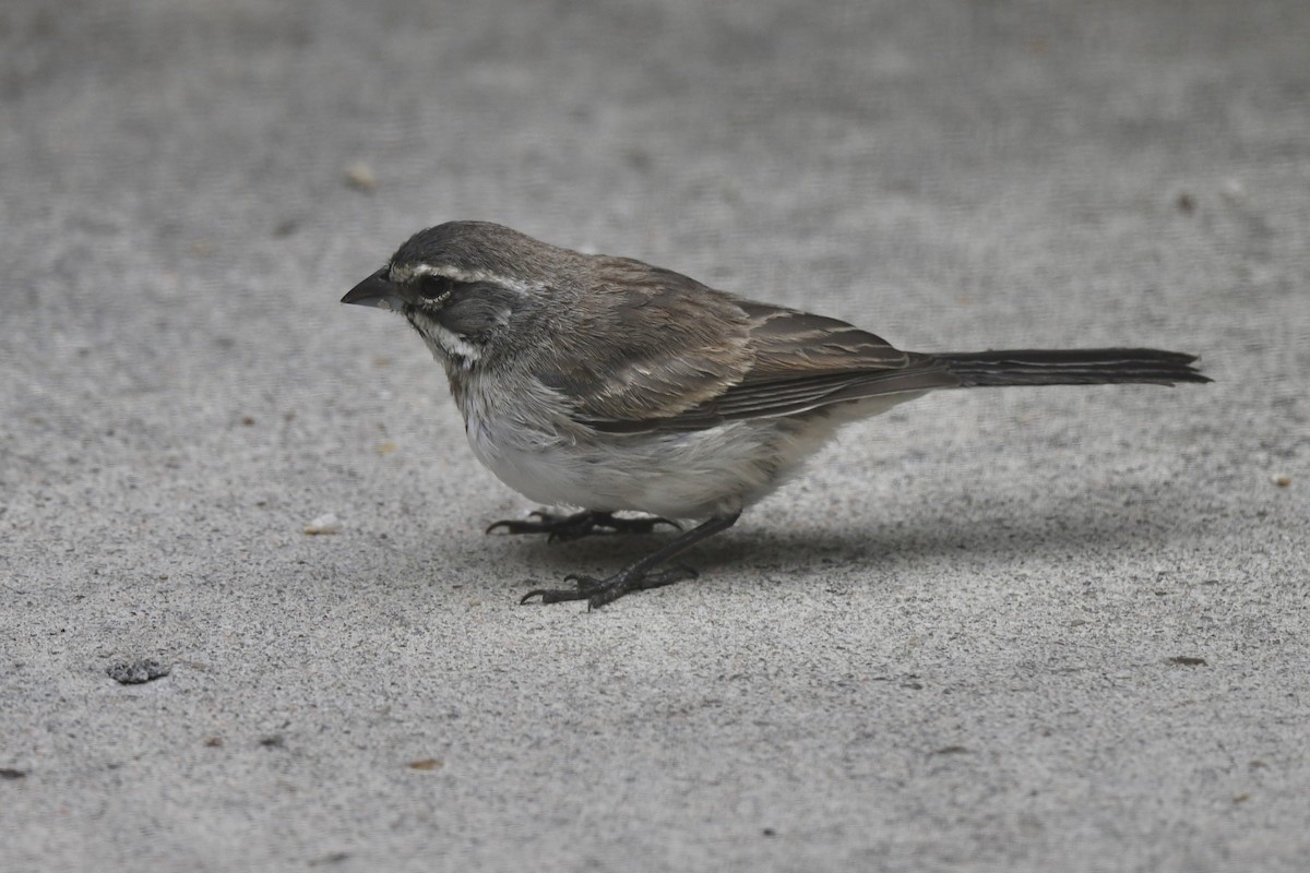 Black-throated Sparrow - ML602641931