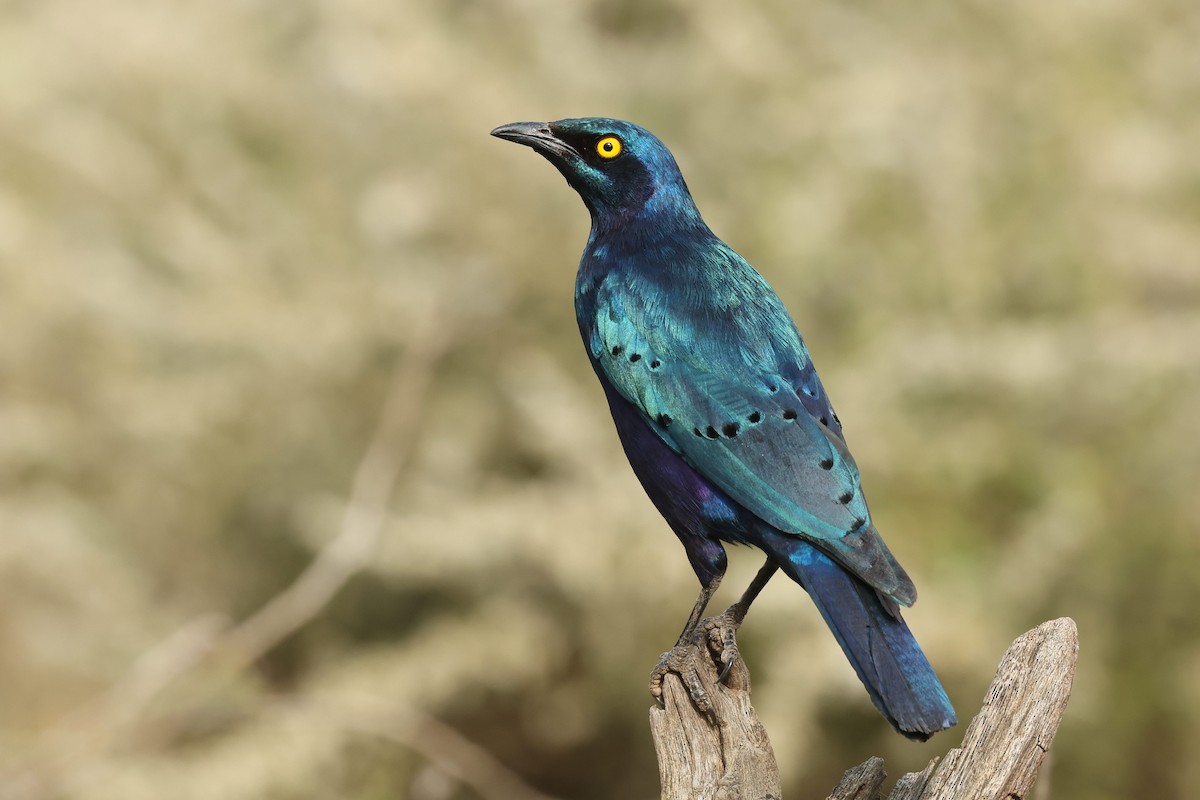 Greater Blue-eared Starling - ML602644331