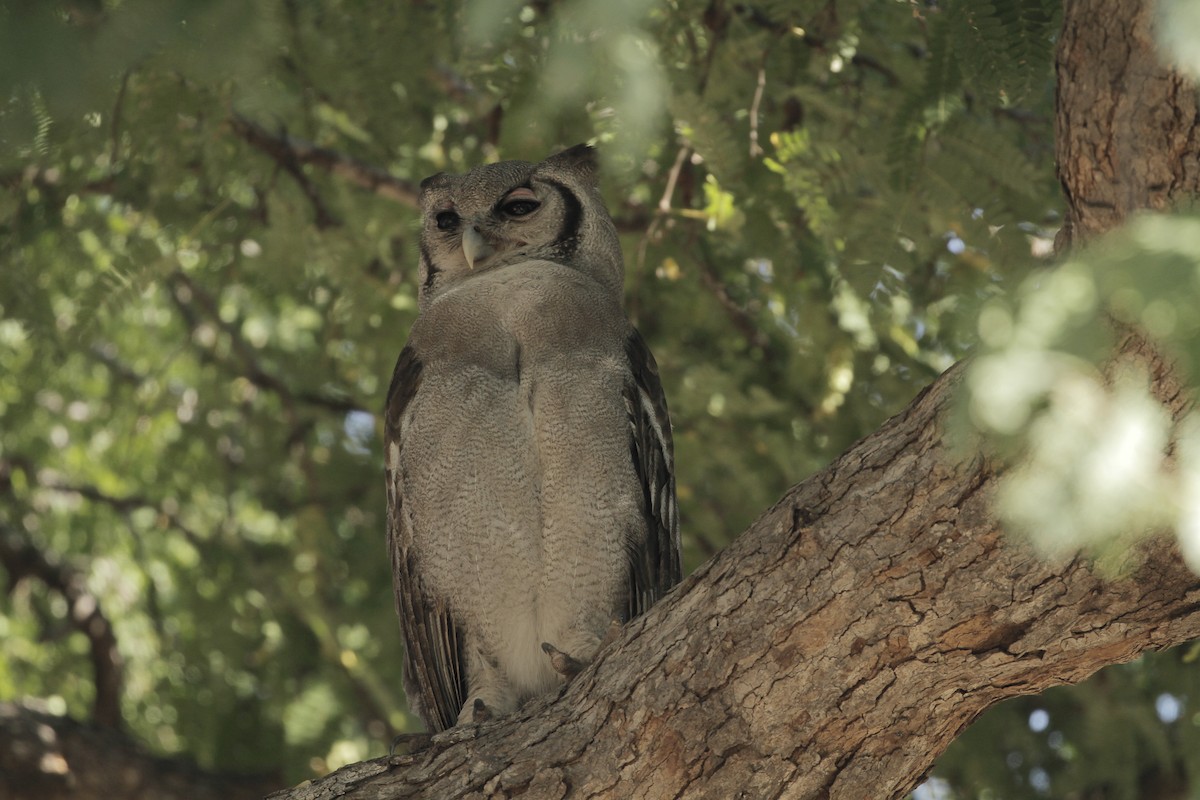 Verreaux's Eagle-Owl - ML602644591