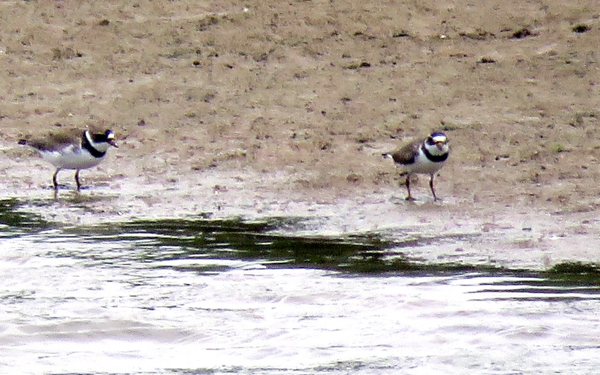 Semipalmated Plover - Leslie Ferree