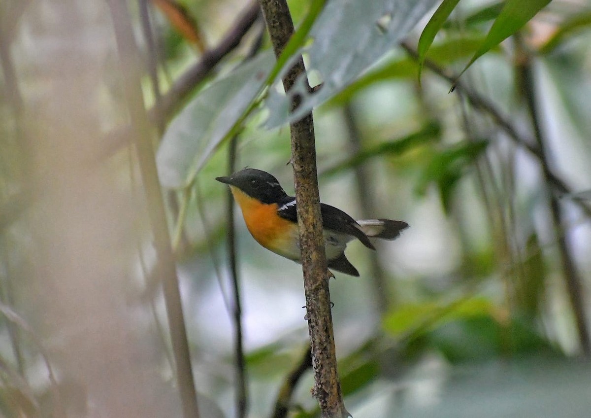 Rufous-chested Flycatcher - ML602646771