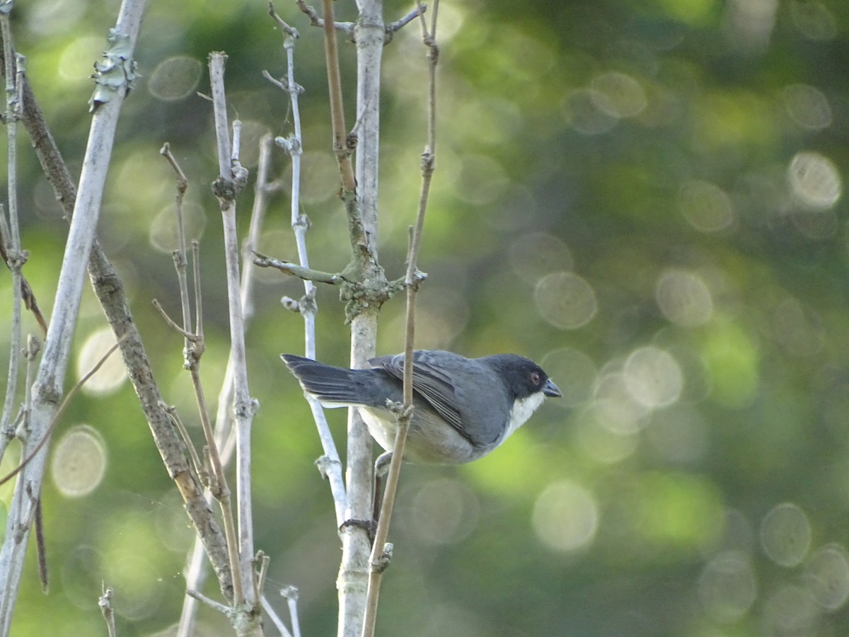 Black-capped Warbling Finch - ML602654741