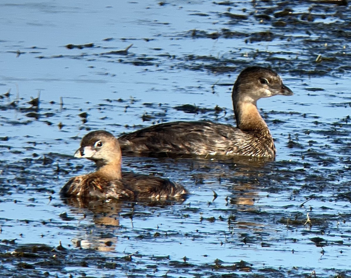 Ebird Checklist Aug Plum Island Please Use More Refined Location Species